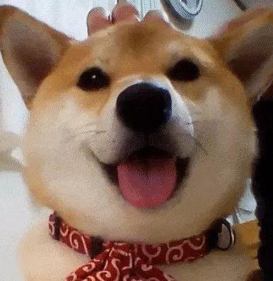 狗头吃瓜素材视频下载免费,萌态十足，免费素材视频带你笑翻天  第3张